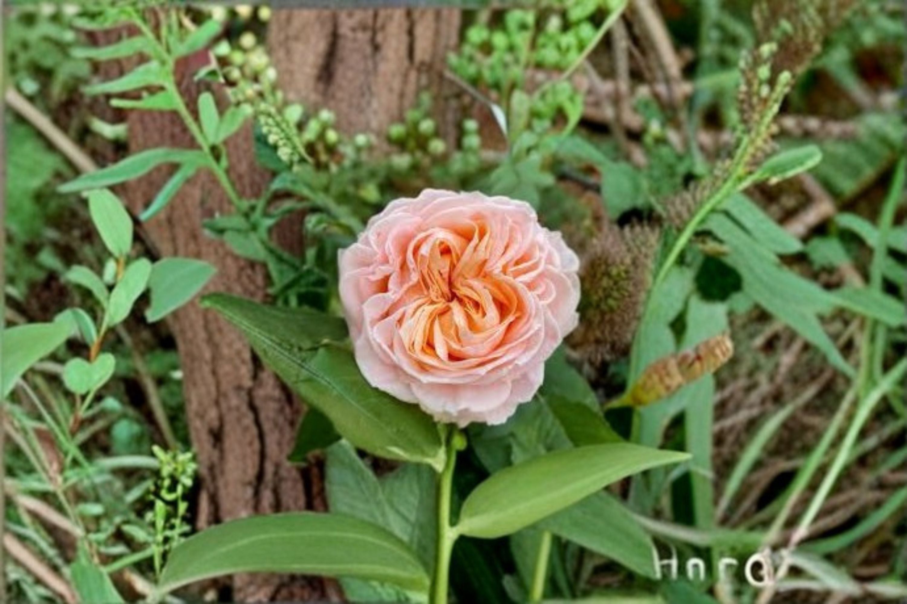 Georgia Peach Rose Live Plant – Peach Pink Cut Rose