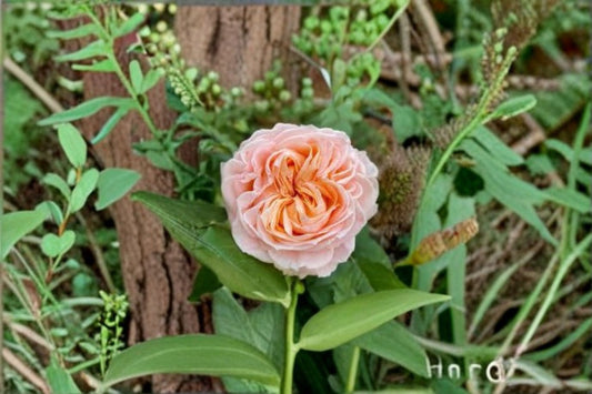 Georgia Peach Rose Live Plant – Peach Pink Cut Rose