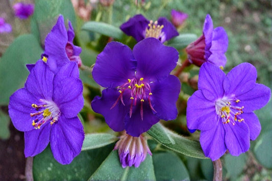 Athens Blue Princess Glory Bush Live Starter Plant (2–8 Inches) – Tibouchina urvilleana