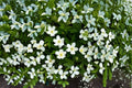 Canada Anemone Seeds Anemone canadensis White Wildflower Seeds Perennial Ground Cover Garden Planting 25 Seeds