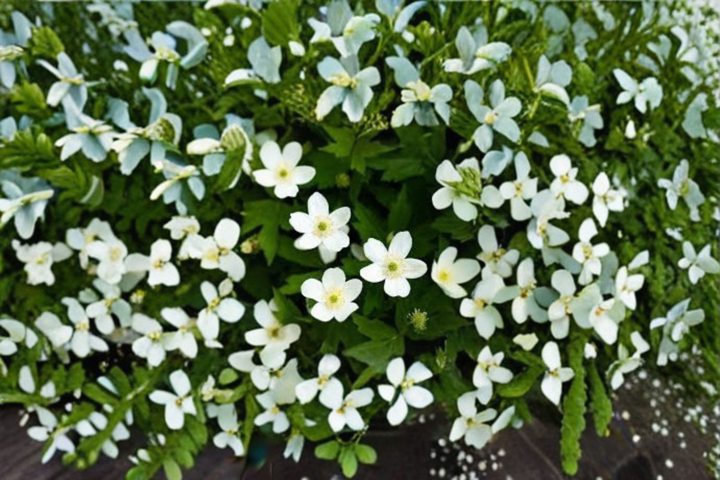 Canada Anemone Seeds Anemone canadensis White Wildflower Seeds Perennial Ground Cover Garden Planting 25 Seeds