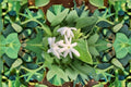Downy Jasmine Live Plant – Fragrant White Flowering Shrub