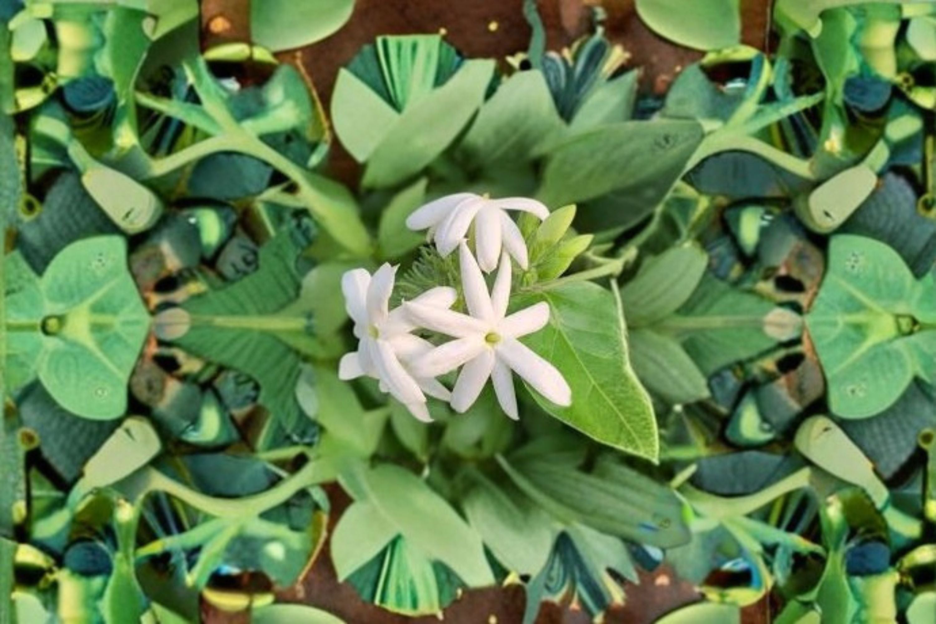Downy Jasmine Live Plant – Fragrant White Flowering Shrub