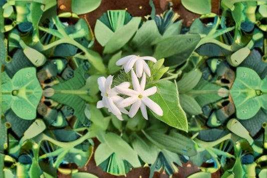 Downy Jasmine Live Plant – Fragrant White Flowering Shrub