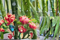 Dragon Fruit 12 Cuttings – Hylocereus spp.