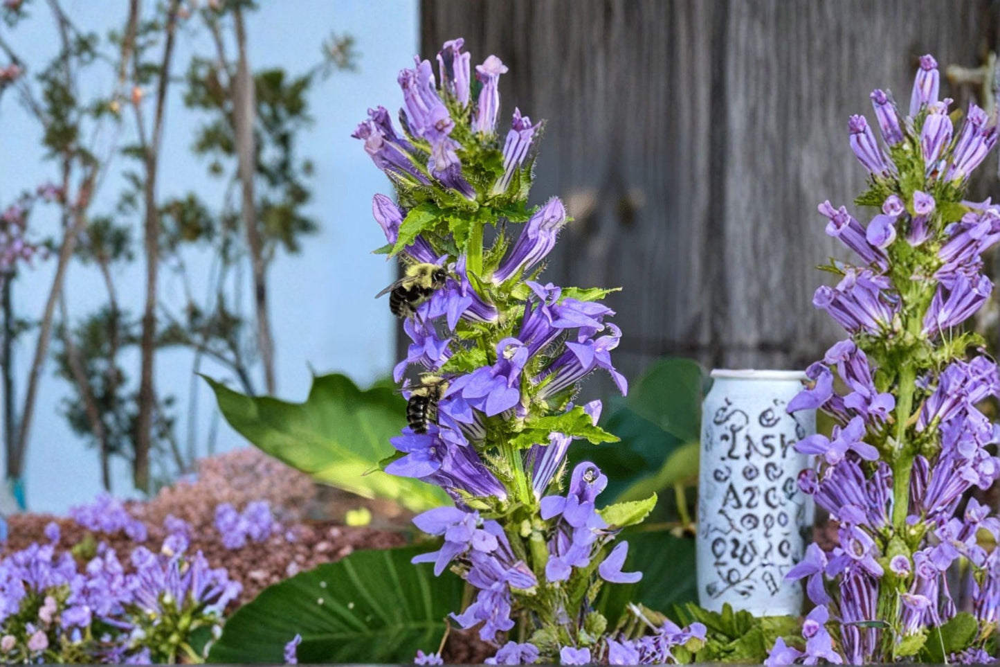 Great Blue Lobelia Starter Plug Seedlings (5-Pack) – Lobelia siphilitica Live Plants