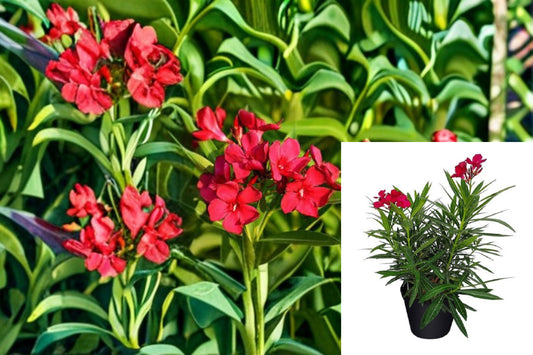 Red Oleander 1 Plant – Nerium oleander ‘Jannoch’