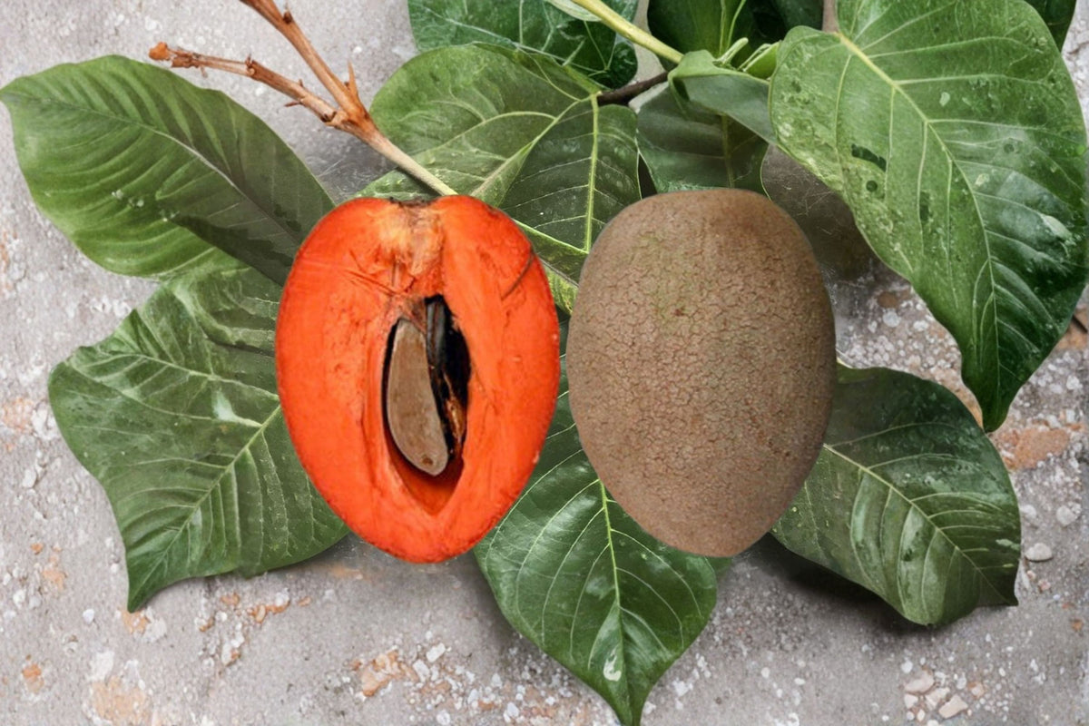 Grafted Mamey Sapote Tree | Live Tropical Fruit Tree | 2 Ft Plant | Mamey Sapote Plant | Pouteria sapota | Edible Fruit Tree