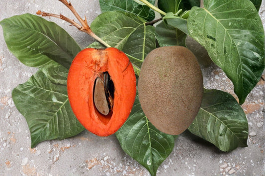 Grafted Mamey Sapote Tree | Live Tropical Fruit Tree | 2 Ft Plant | Mamey Sapote Plant | Pouteria sapota | Edible Fruit Tree