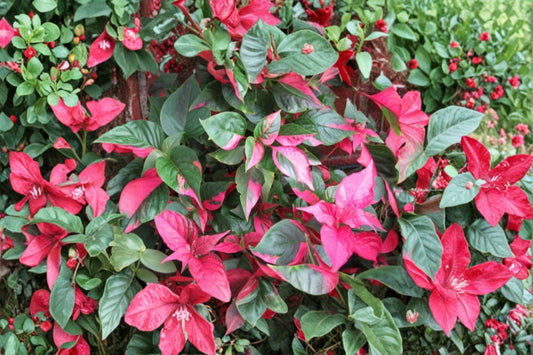 2 Alternanthera Party Time Live Plants – 4–6 Inch Tall – Variegated Foliage Plant