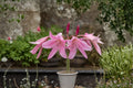 Cecil Houdyshell Crinum Lily Bulb – Pink Heirloom Crinum