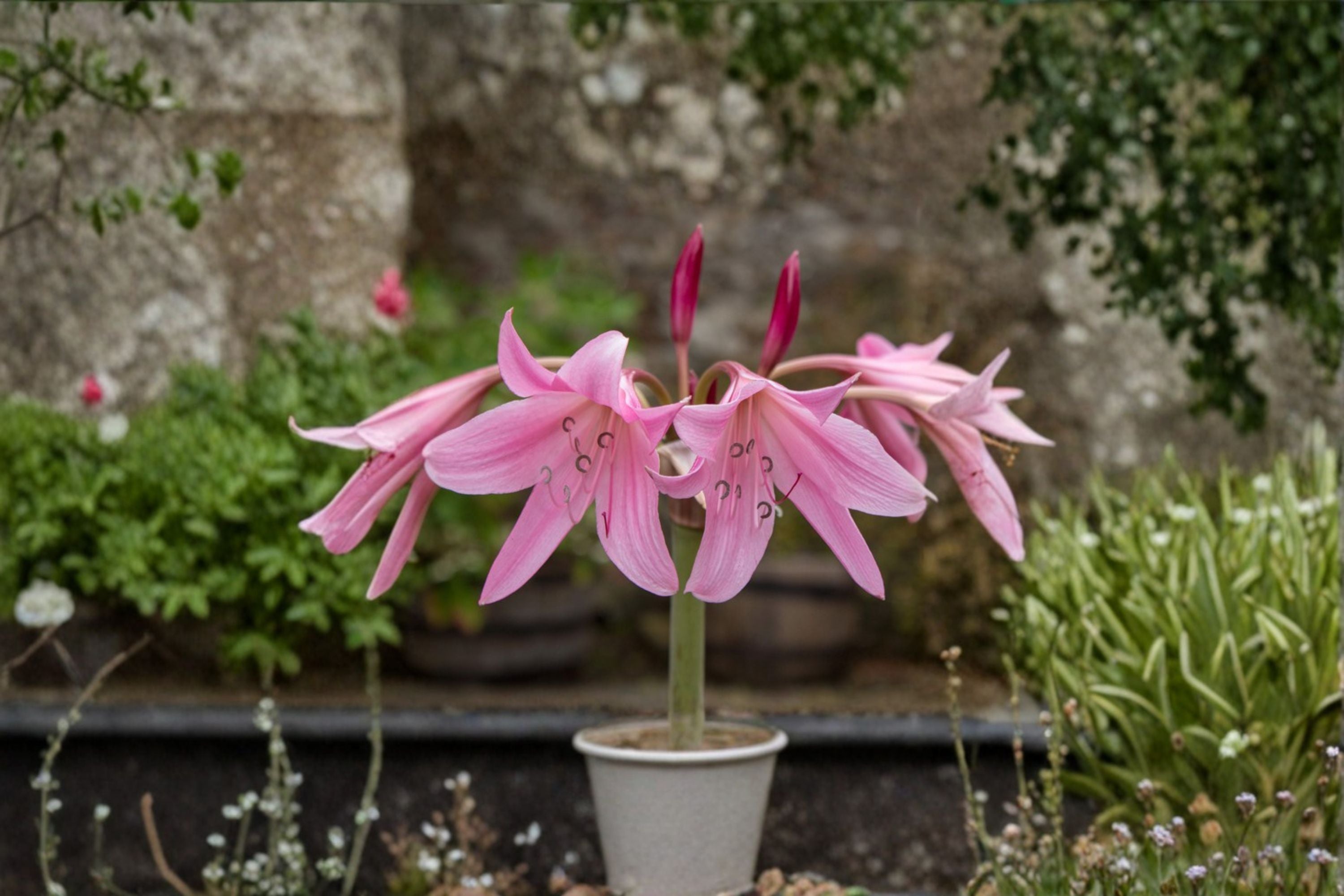 Cecil Houdyshell Crinum Lily Bulb – Pink Heirloom Crinum
