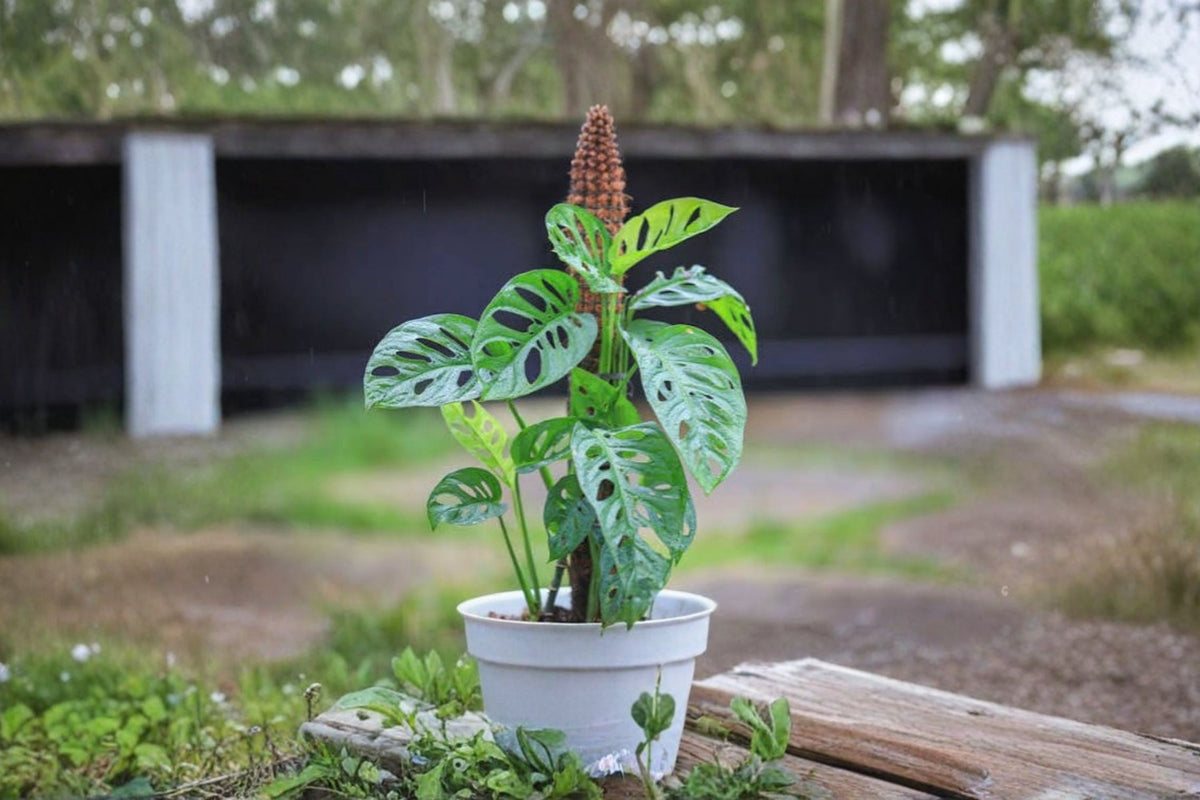 3 Monstera Adansonii Cuttings | Swiss Cheese Plant | Live Monstera Cuttings | Tropical Houseplant | Indoor Outdoor Plant