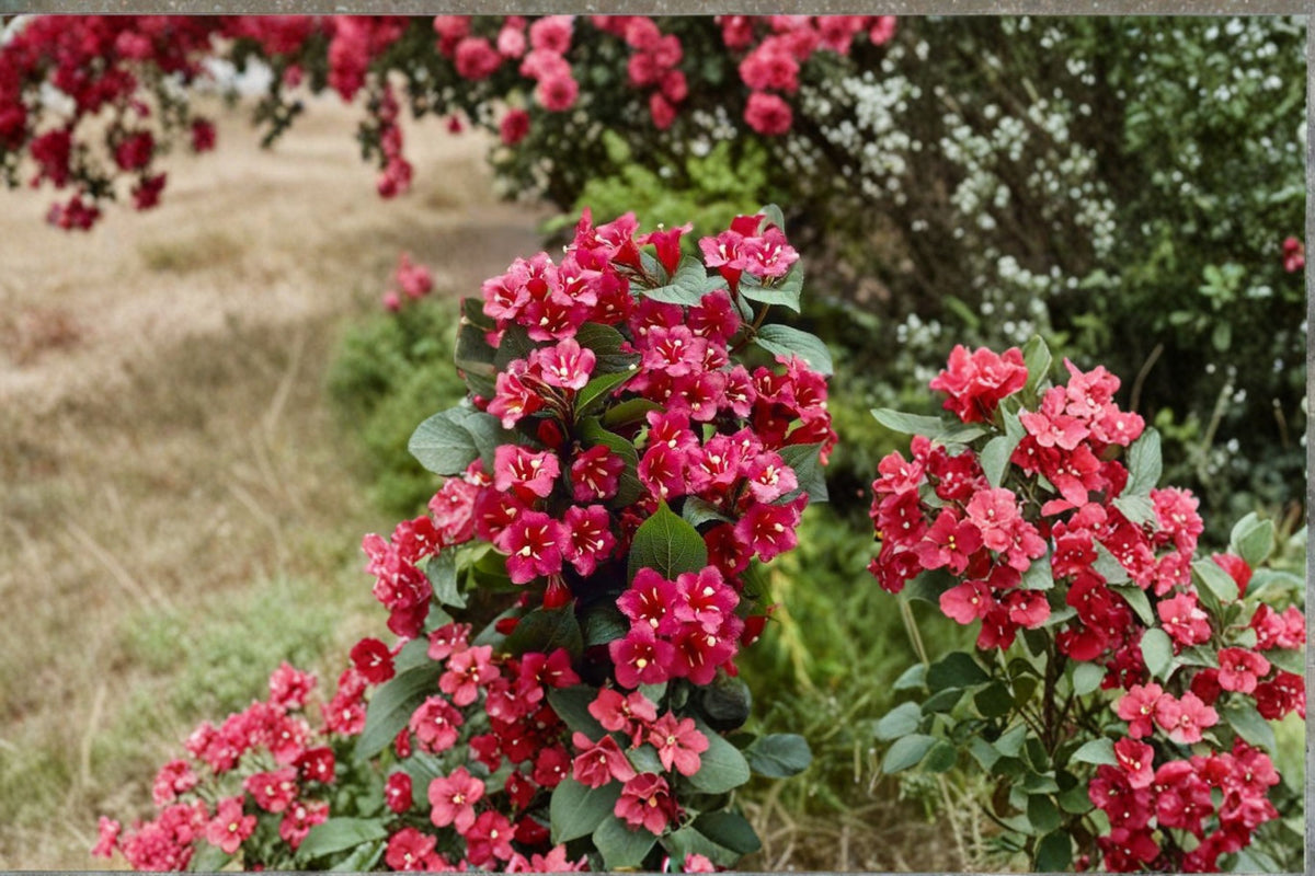 Weigela Bristol Ruby Cuttings | 7 Fresh 6–10 Inch Weigela Cuttings | Red Flowering Shrub | Live Plant Cuttings | Weigela Propagation