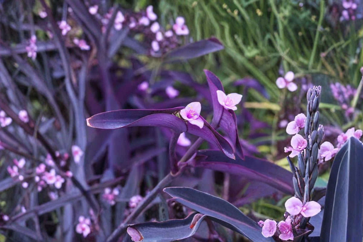 Purple Heart Tradescantia Pallida Rooted Plant | 5-12 Inch Live Plant + 5 Bonus Cuttings | Purple Heart Plant | Tradescantia pallida