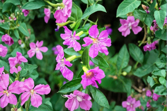 Cuphea Allyson Heather 2 Live Plants – 4–6 Inches Tall – Cuphea hyssopifolia