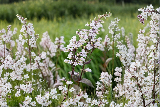 Foxglove Beardtongue 'Husker Red' Live Starter Plant – Penstemon digitalis