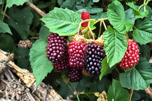 Sweet Boysenberry 2 Live Plants – 4–6" Tall – No Pot – Rubus Hybrid