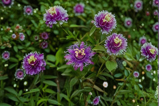 Incense Violet Purple Blue Passion Flower Vine Live Plant – 8–12" Tall – Passiflora