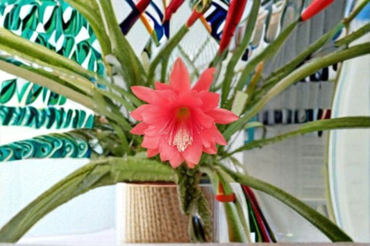 Epiphyllum Fernegeisler 2 Cuttings – Epiphyllum spp.