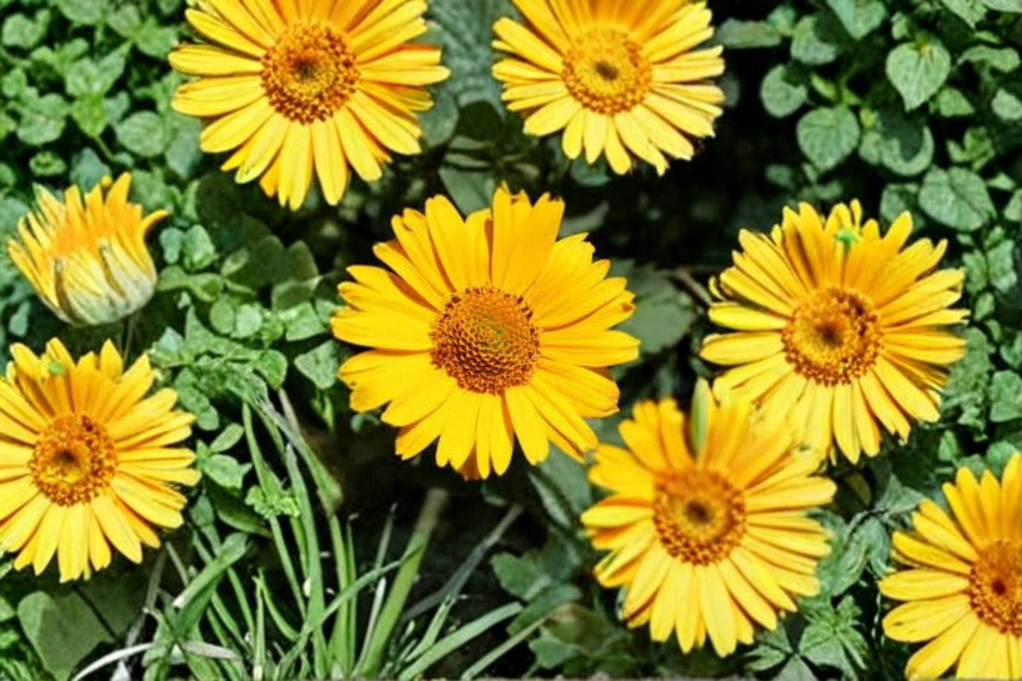African Bush Daisy Live Plant – 8–12" Tall – 4" Pot – Bright Yellow Flowers – Euryops pectinatus