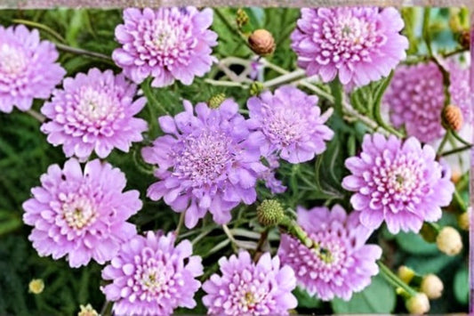 Scabiosa Pincushion Flower 1 Plant – Scabiosa spp.