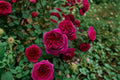Yves Cantina Rose Live Plant – Fragrant Japanese Garden Rose
