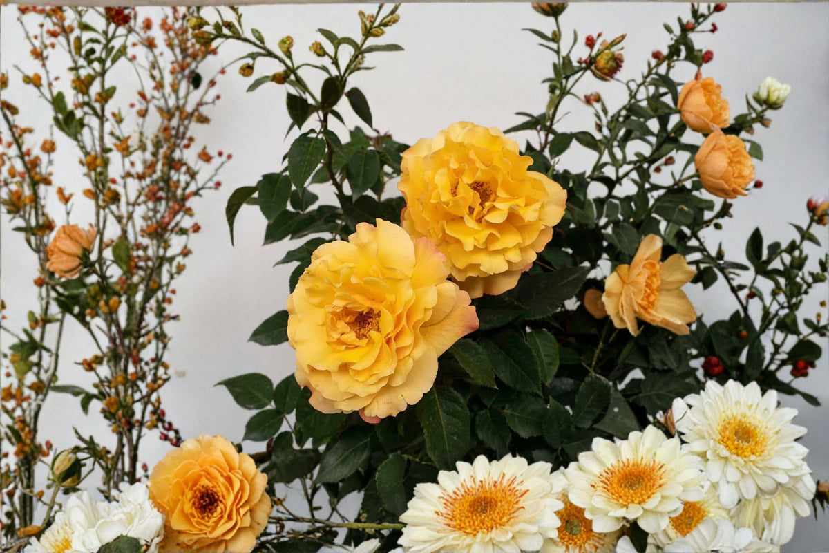 Sunny Sky Rose Live Plant – 1.5 Gal Yellow Hybrid Tea Rose
