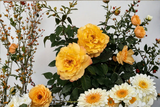 Sunny Sky Rose Live Plant – 1.5 Gal Yellow Hybrid Tea Rose