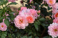 Elegance Rose Live Plant – Kenya Repeat Blooming Cut Rose