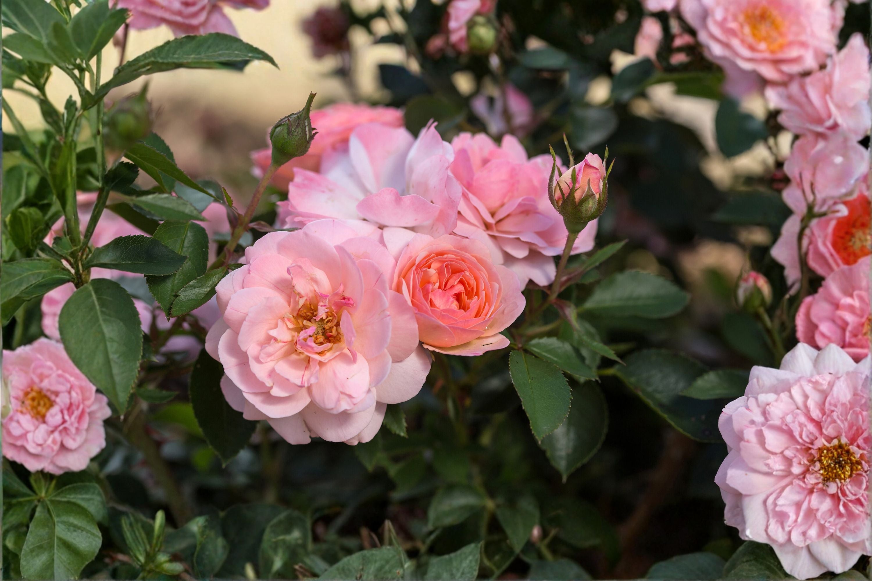 Elegance Rose Live Plant – Kenya Repeat Blooming Cut Rose