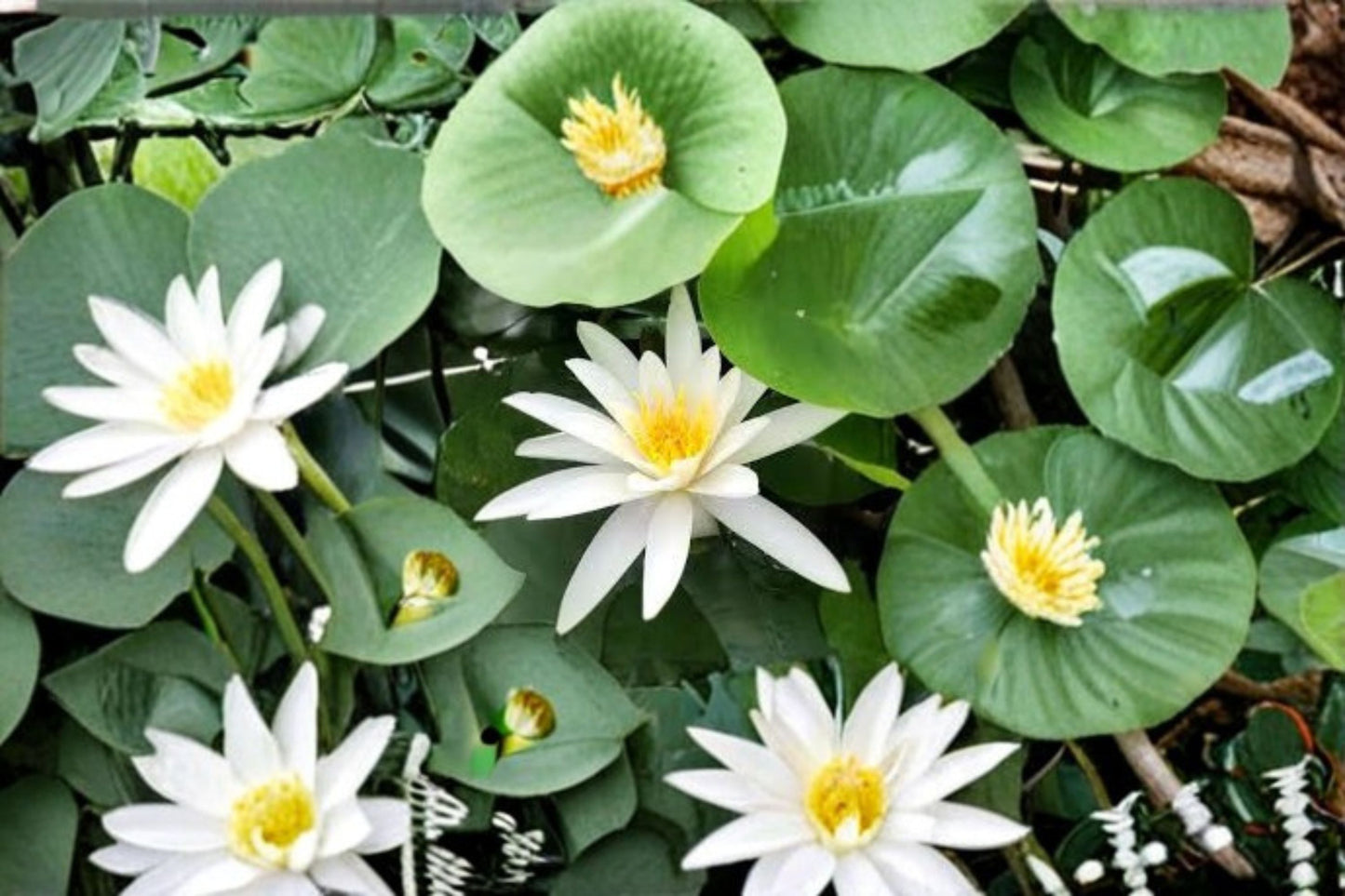 Marliacea Albida Cold Hardy Water Lily Live Plant – White Aquatic Pond Plant – Nymphaea 'Marliacea Albida'