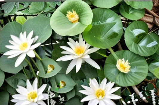 Marliacea Albida Cold Hardy Water Lily Live Plant – White Aquatic Pond Plant – Nymphaea 'Marliacea Albida'