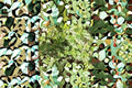 Golden Thyme 3, 6, or 12 Plants – Thymus × citriodorus ‘Aureus’
