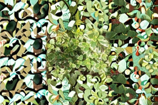 Golden Thyme 3, 6, or 12 Plants – Thymus × citriodorus ‘Aureus’