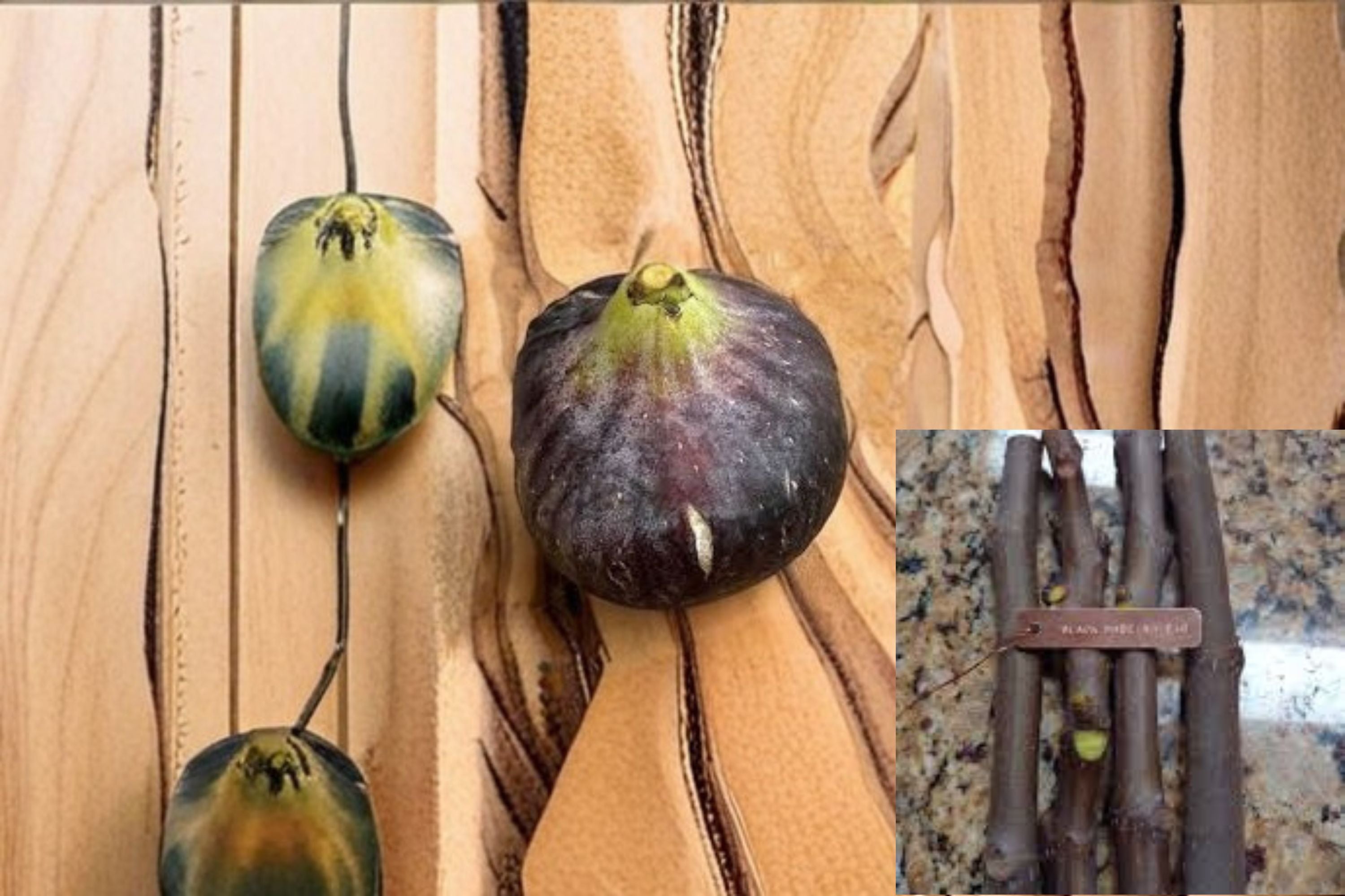 Black Madeira Fig 3 Cuttings – Ficus carica