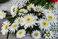 Shasta Daisy 1 Plant – Leucanthemum superbum