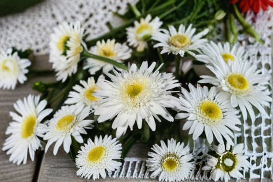 Shasta Daisy 1 Plant – Leucanthemum superbum