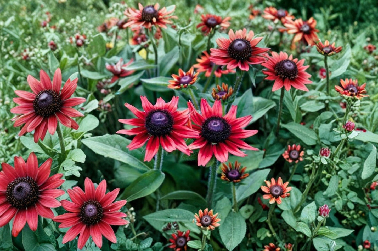 Rudbeckia Cherry Brandy Live Plug Plant – 1–3" Tall – Rudbeckia hirta 'Cherry Brandy'