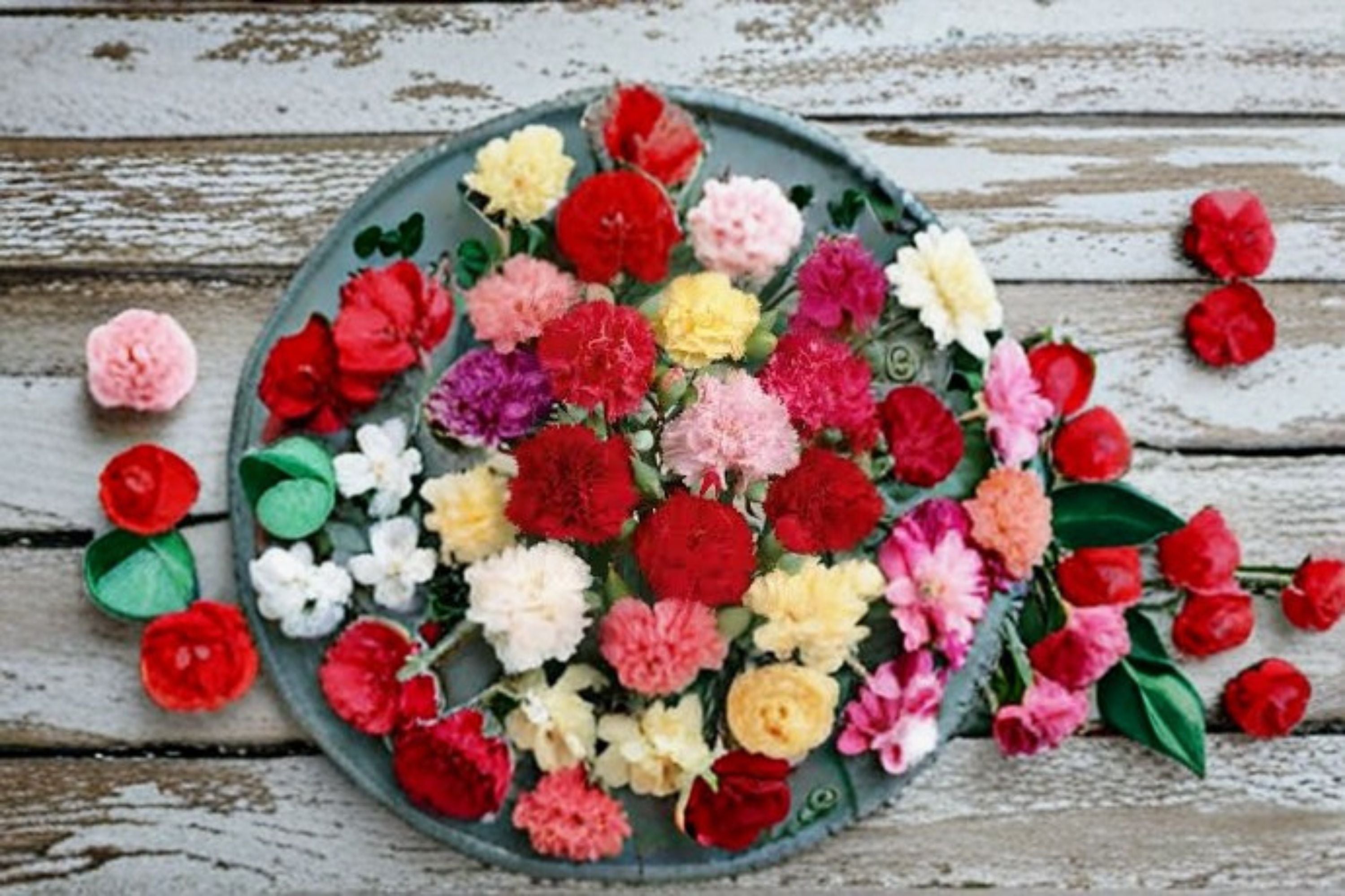 Dianthus Carnation 1 Plant – Dianthus spp.