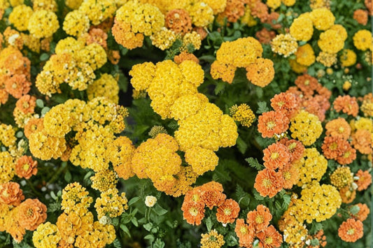 Skysail Yellow Yarrow Live Plants – 4 Plugs – Achillea millefolium