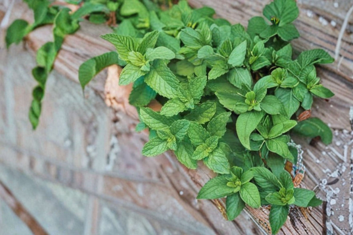 Mexican Hierbabuena Spearmint Live Plants | Rooted Mint Herb | 8-10 Inch Culinary Herb | Aromatic Spearmint | Organic Grown