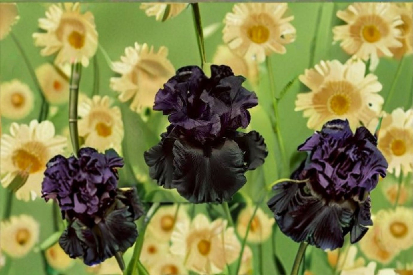 Raven Girl Iris Live Plant – Black Bearded Iris Perennial