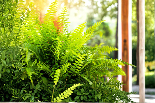 Boston Fern 15 Rooted Live Plants – Tropical Evergreen Fern – Nephrolepis exaltata