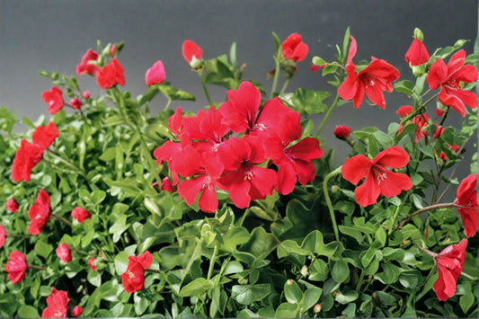 Rose Red Citronella Ivy Geranium 3 Cuttings – Pelargonium peltatum