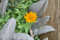Early Sunflower Seeds Heliopsis Helianthoides Yellow Perennial False Sunflower Native Garden Pollinator Plant 100 Seeds