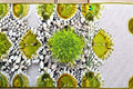 Scottish Moss 1 Plant – Sagina subulata ‘Aurea’