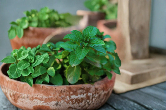 Mint Berries & Cream Live Starter Plant – Mentha Variety