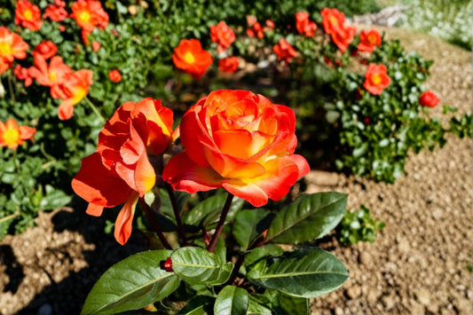 Perfect Moment Climbing Rose Live Starter Plant – 4–6" Tall – No Pot