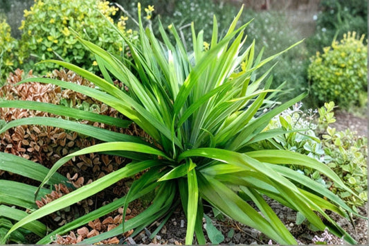 Pandan Live Plant | Lá Dứa Pandan Leaf Plant | 6-8 Inch Starter Plant | Fragrant Tropical Herb | Edible Pandan Plant | No Pot